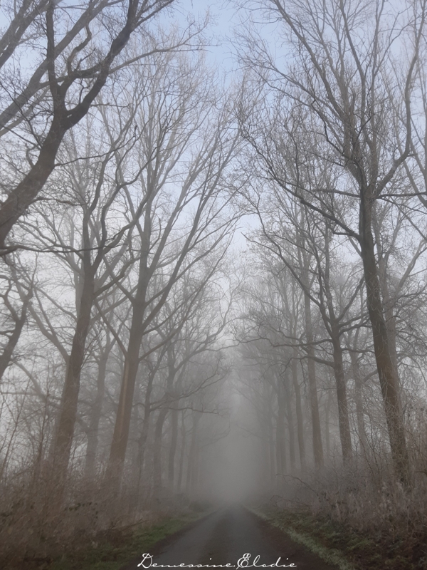 La Drève dans le brouillard par Elodie Demessine