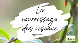 Le nourrissage des oiseaux