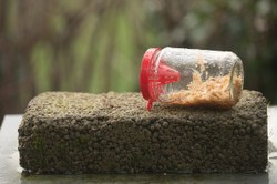 La Minute Pollec : Comment utiliser son piège pour frelons asiatiques